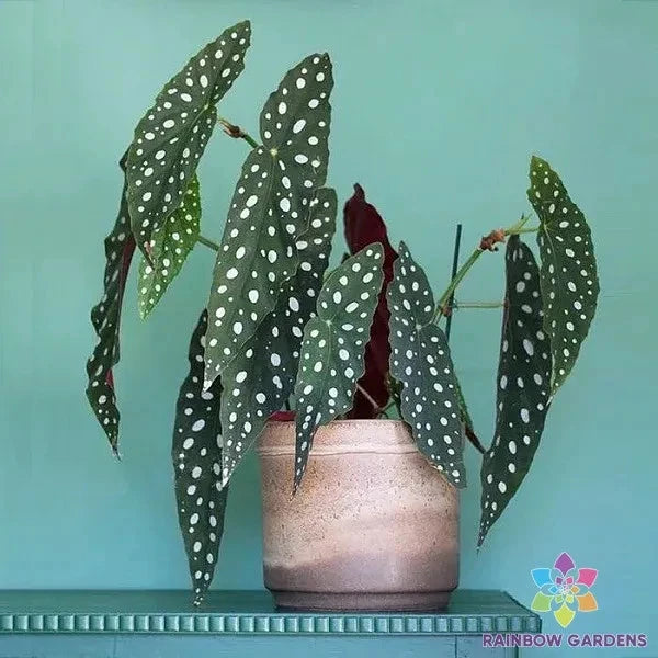 25+ Wightii Begonia Seeds for Garden Planting - Perfect for Home Gardens - Free Shipping - Begonia wightii