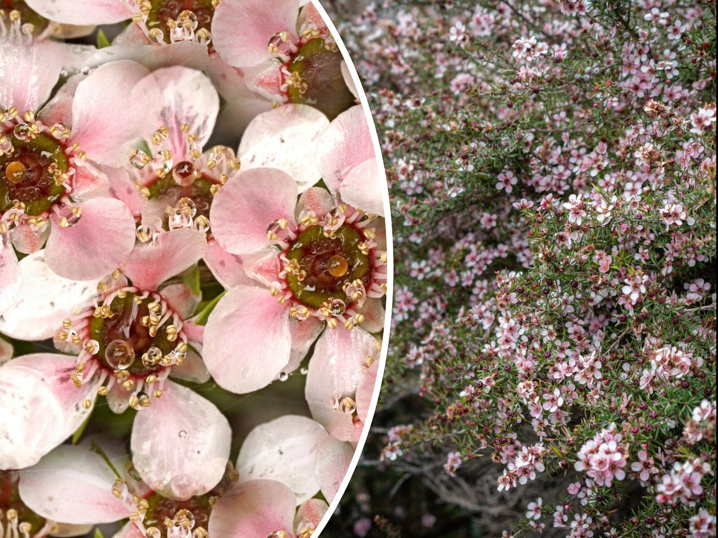 Manuka Tea Tree Seeds - 100+ Medicinal Honey & Tea Shrub with Pink Flowers - Leptospermum scoparium - Free Shipping