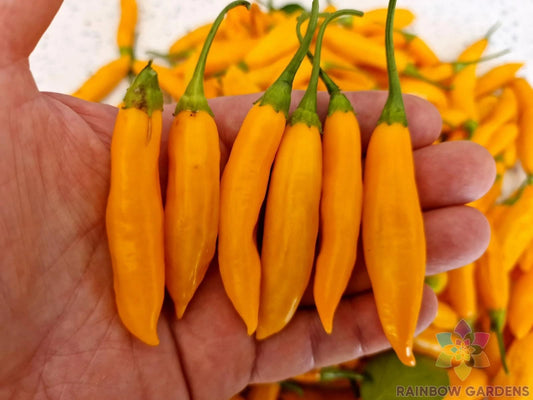 Aji Cito Hot Pepper Seeds - 25+ Pack for Garden Planting - Capsicum baccatum - USA Grown