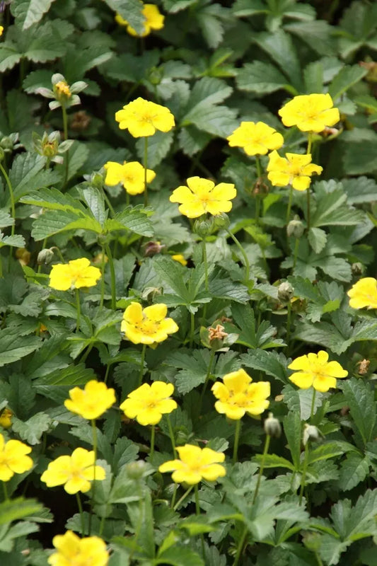 Aurea Potentilla Perennial Seeds 500 Count - Potentilla Aurea Yellow Blooms