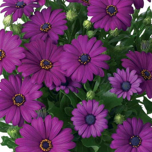Dark Purple Cape Daisy Seeds - 200+ Pack for Garden Planting - Osteospermum spp. - USA Grown - Free Shipping