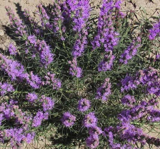 Gayfeather Cut Flowers Seeds - Dotted Perennial for Honeybees - 100 Non-GMO Seeds - Liatris spicata