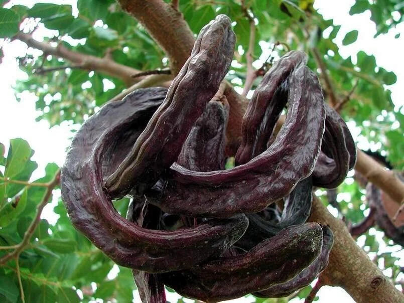 St. John's Bread Tree Seeds (10 Seeds) - Ceratonia Siliqua, Carob Tree Seeds for Planting
