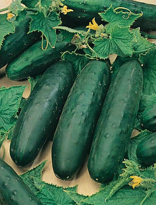 Marketmore 76 Cucumber Seeds - 100+ Non-GMO Heirloom Organic Seeds - Fresh Cucumis sativus