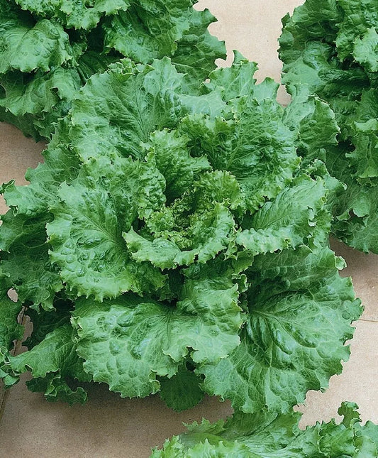 Arianna Loose Leaf Lettuce Seed - Fresh Non-GMO Lettuce Seeds for Home Garden - Lactuca sativa