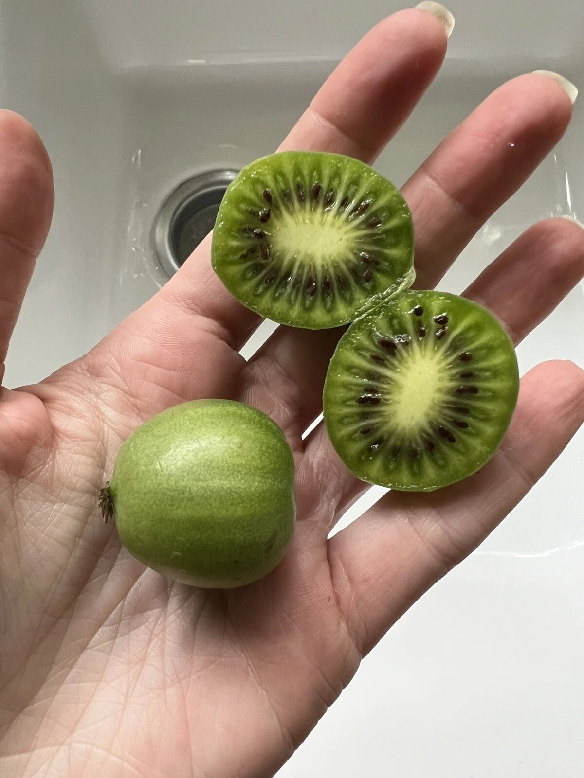 Issai Kiwiberry Seeds - 25 Pack - Arctic Grape Superfruit Garden Plant - Hardy Fast Growing (Actinidia arguta)