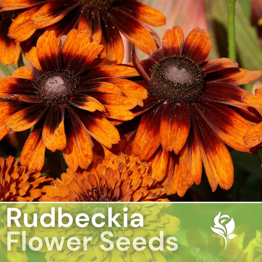 Cappuccino Rudbeckia Seeds - 125+ Annual Flower Seeds for Garden - Brown-Eyed Susan (Rudbeckia hirta)