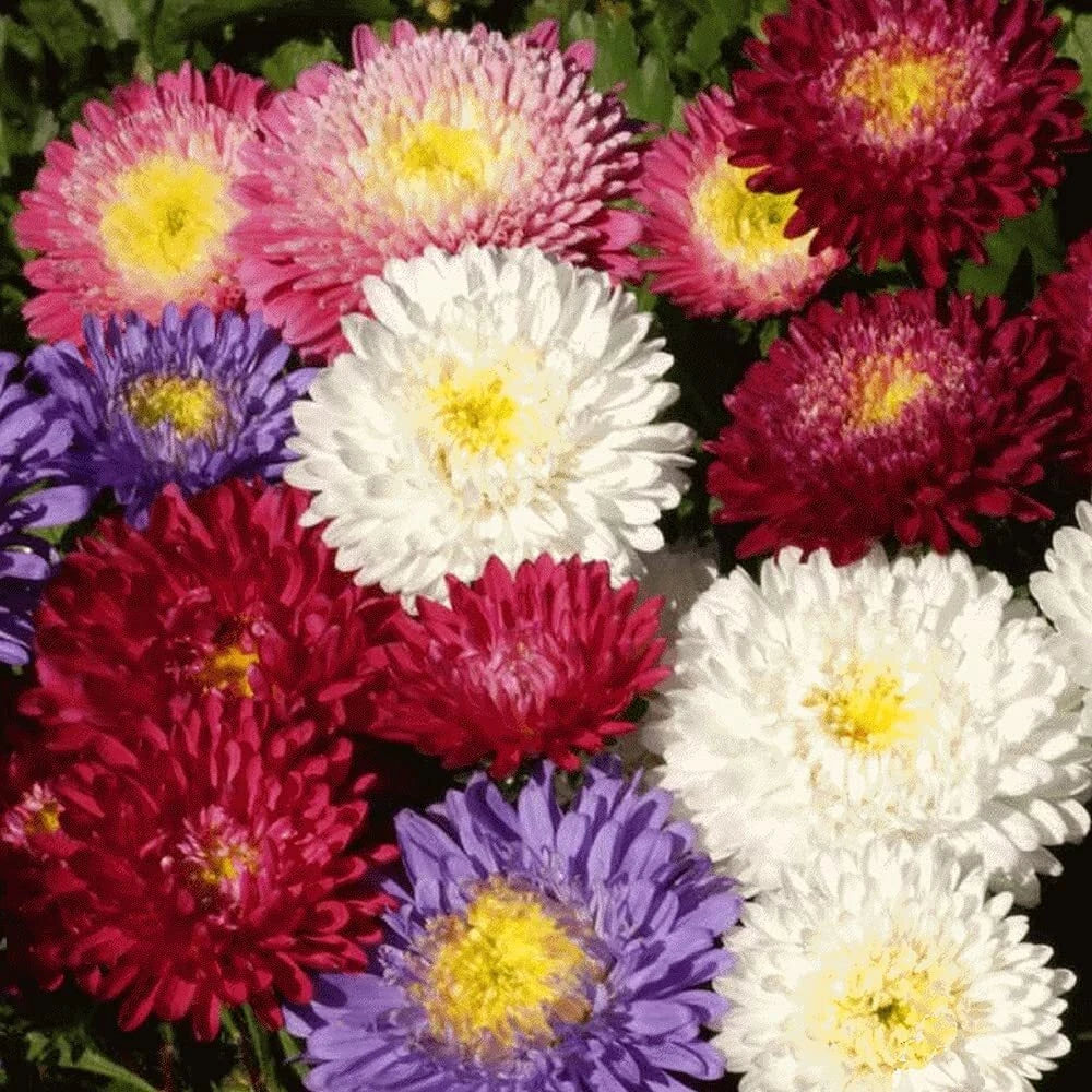 Aster Seeds - Powder Puff Mix, 100 Seeds, Beautiful Annual Cut Flowers, Aster spp.