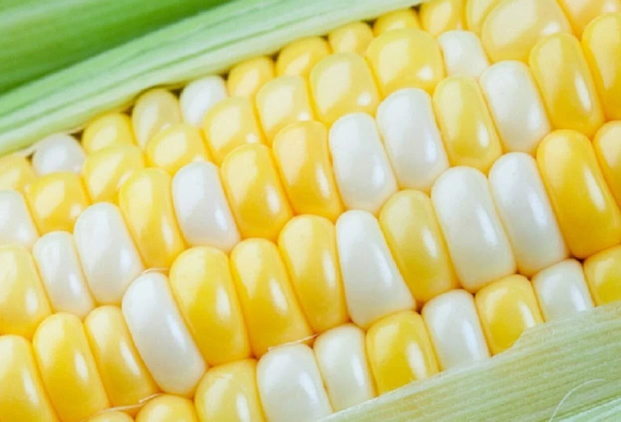 Ambrosia Sweet Corn Seeds, 100 Seeds, Heirloom Variety, Zea mays, Non-GMO, High Sugar Content, Garden Planting