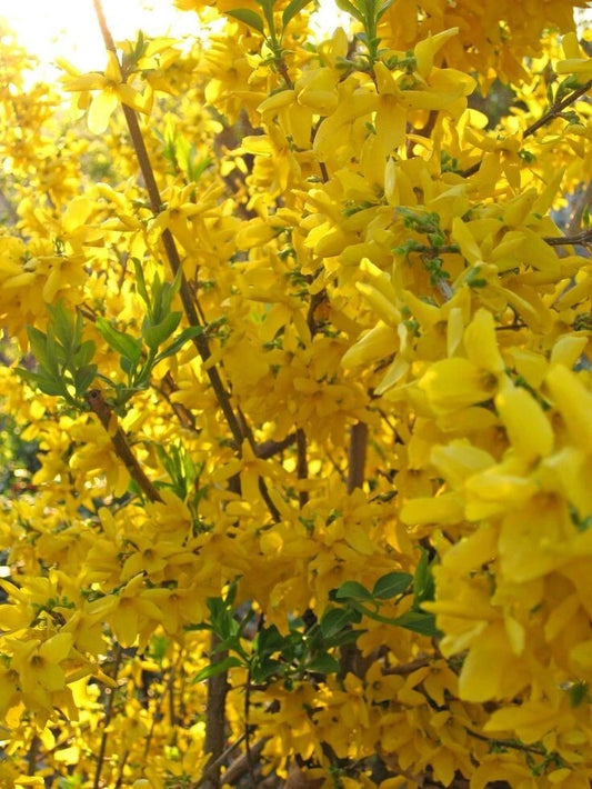 Forsythia Shrub 3.5 in Pot Lynnwood Gold Bright Yellow Blooms (Forsythia x intermedia) Fast-Growing Deciduous Plant