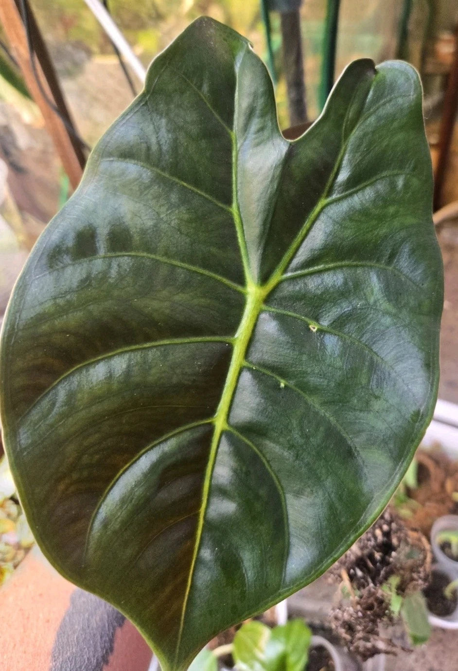 Alocasia Golden Bone Corms - Healthy, Ready to Grow, Easy to Root - Alocasia macrorrhiza