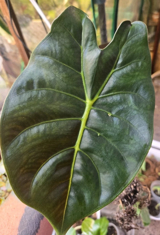 Alocasia Golden Bone Corms - Healthy, Ready to Grow, Easy to Root - Alocasia macrorrhiza