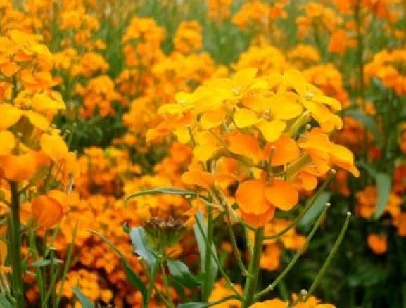 Siberian Wallflower Seeds - 100 Fresh Seeds - Erysimum cheiri - Free Shipping