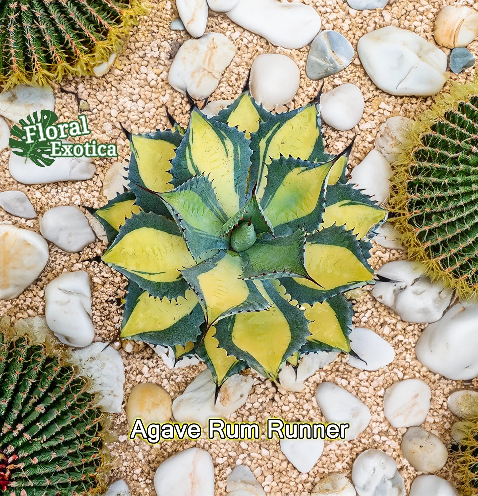 Agave Isthmensis Starter Pup - Rum Runner Variety - Indoor Plant for Succulents and Cacti Gardens - Low Maintenance