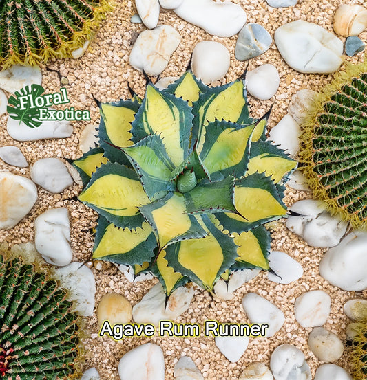 Agave Isthmensis Starter Pup - Rum Runner Variety - Indoor Plant for Succulents and Cacti Gardens - Low Maintenance
