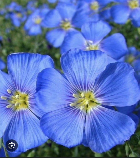 100 Blue Flax Seeds, Perennial, Easy to Grow, Profuse Blooms, Linum perenne