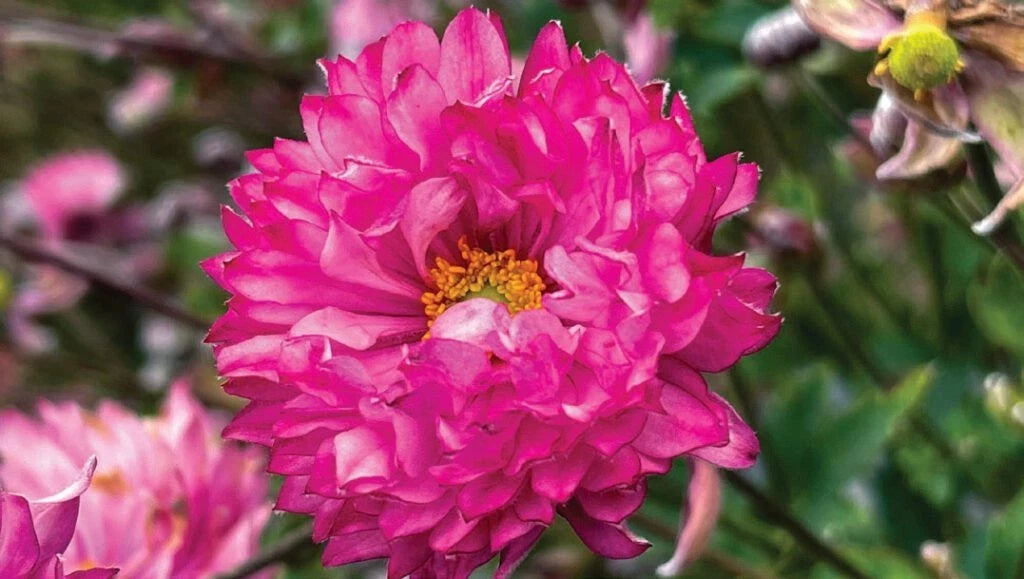 Anemone Windflower 'Puff Pink' Live Plant - Perennial with Pom Pom Pink Flowers - Anemone hupehensis