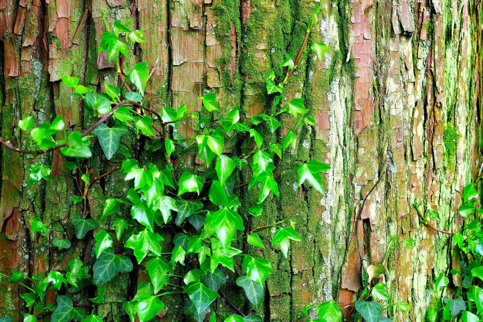 Climbing Ivy Seeds - 50 Pack - Boston Ivy Vine - Easy to Grow (Parthenocissus tricuspidata)