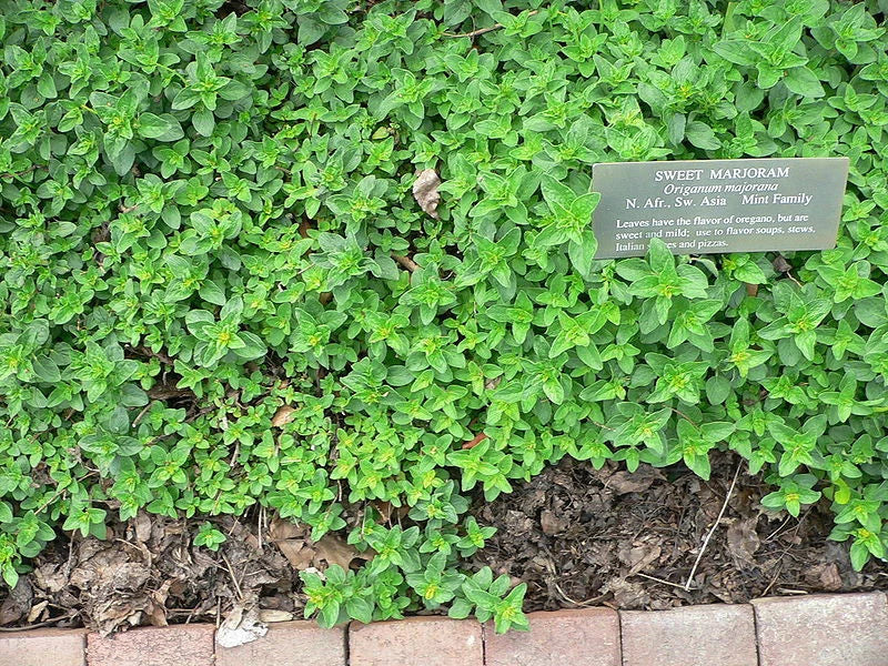 1400 Seeds Marjoram Herb - Fragrant Heirloom Variety (Origanum majorana) - GroCo USA