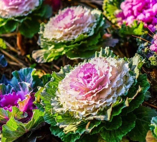 25+ Non-GMO Kale Seeds, Ornamental Kale, Brassica Oleracea, USA, Free Shipping