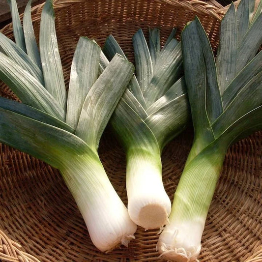 Big Giant Leek Seeds - 500 Pack, NON-GMO Heirloom, Allium ampeloprasum - USA Seller