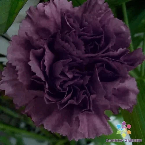 200+ Grenadin King of Blacks Carnation Seeds - Dianthus caryophyllus - Colorful Garden Flower Seeds - USA Shipping