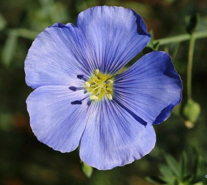 Blue Flax Seeds 500+ Linum perenne Ornamental Flower Garden, Non-GMO, Easy to Grow, Drought-Resistant