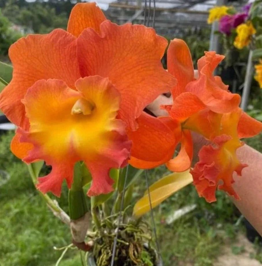 Cattleya Orchid Plant, 4.5" Pot, Rlc Star Of Siam, Near Blooming Size, Exotic Flowering Houseplant