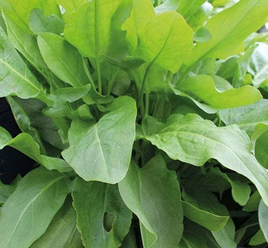 625 Seeds Large Leaf Sorrel Perennial Herb (Rumex acetosa) - Lemony Flavor for Culinary Use