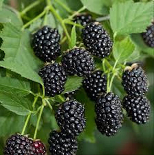 10 Bare Root Blackberry Plants Sweetie Pie Rubus Fruit Non-GMO, Fruiting Shrubs for Garden, Antioxidant-Rich Berries