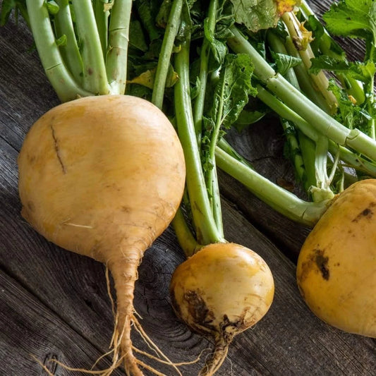 Golden Globe Turnip Seeds, NON-GMO, Variety Size Packets, Brassica rapa, Free Shipping Available