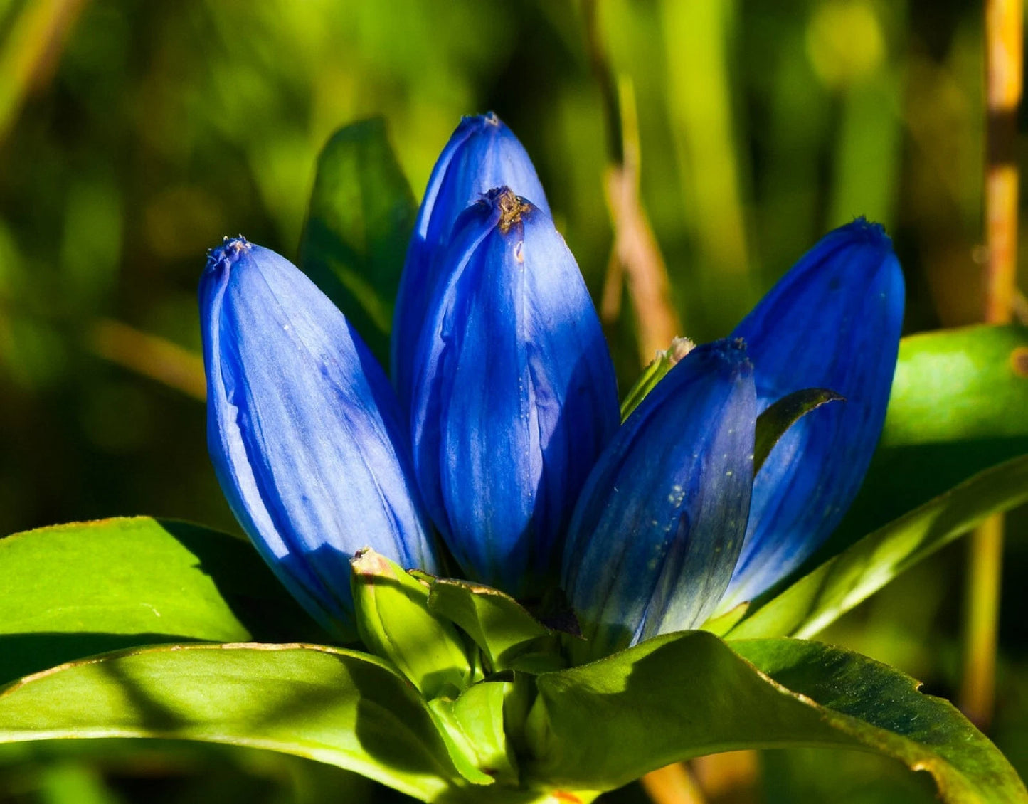 Blue Bottle Gentian Seeds - 200+ Count, Gentiana andrewsii, Wildflower Seeds, Perennial Garden Planting