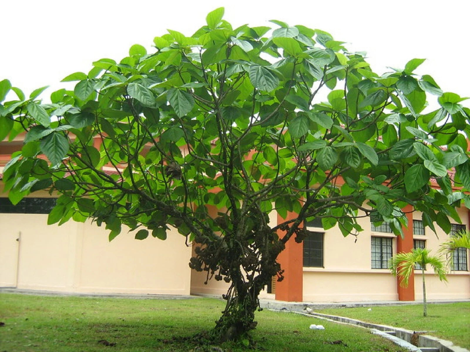 Elephant Ear Fig Tree Seeds - Organic 10 Seeds - Ficus auriculata ...