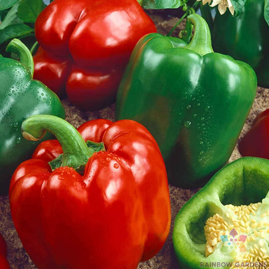 California Wonder Sweet Pepper Seeds - 25+ Pack - Non-GMO - Capsicum annuum - USA Grown - Free Shipping