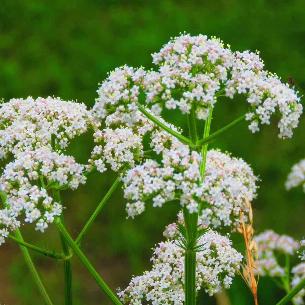 Anise Seed Herb - 500+ Fresh Seeds - Pimpinella anisum - Culinary Spice for Cooking and Baking