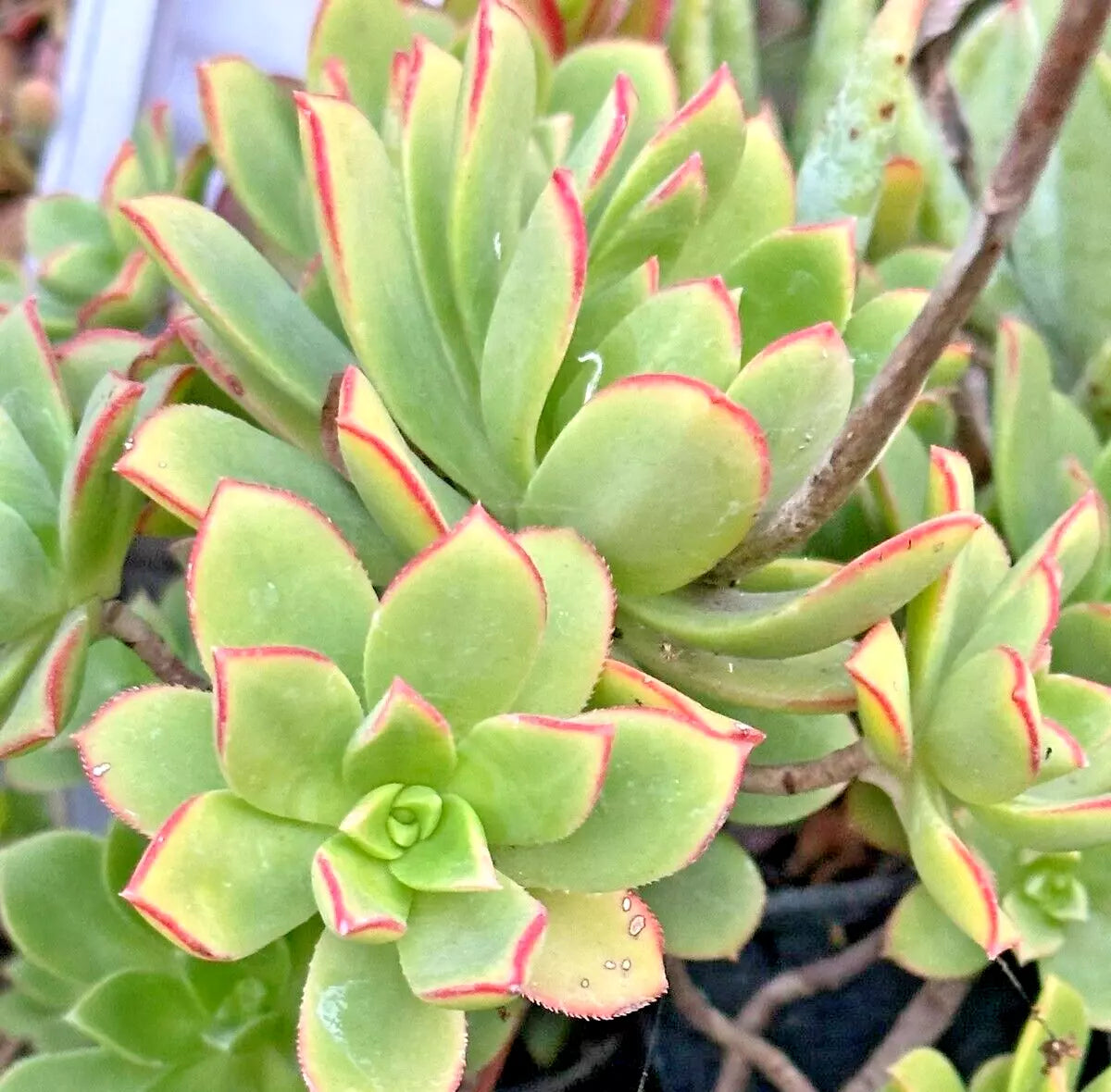 Succulent Aeonium Kiwi Variegated 2" Live Plant Red - Aeonium haworthii 'Dream Color'