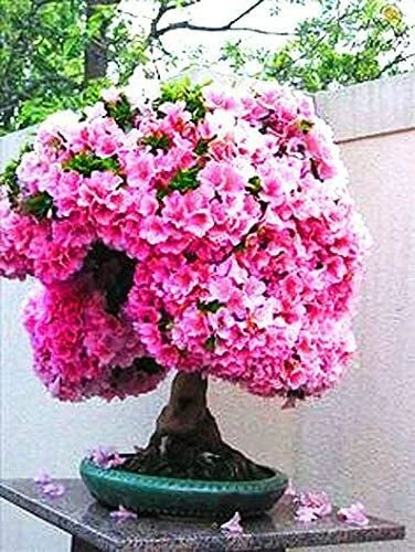 Bonsai Seeds - 10 Pack - Judas Tree - Cercis siliquastrum - Flowering Tree for Bonsai Cultivation