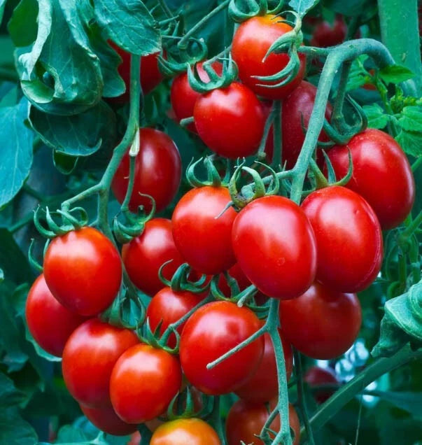 Cherry Tomato Seeds - Small Red Heirloom - Indeterminate Variety - Non-GMO - 100 Seeds - Perfect for Containers