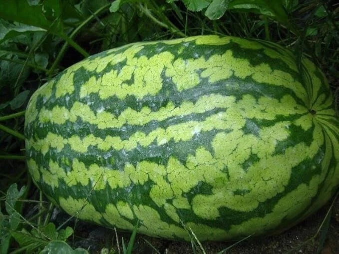 Carolina Cross Watermelon Seeds - 12 Non-GMO Heirloom Seeds for Gardening - Cucurbita lanatus