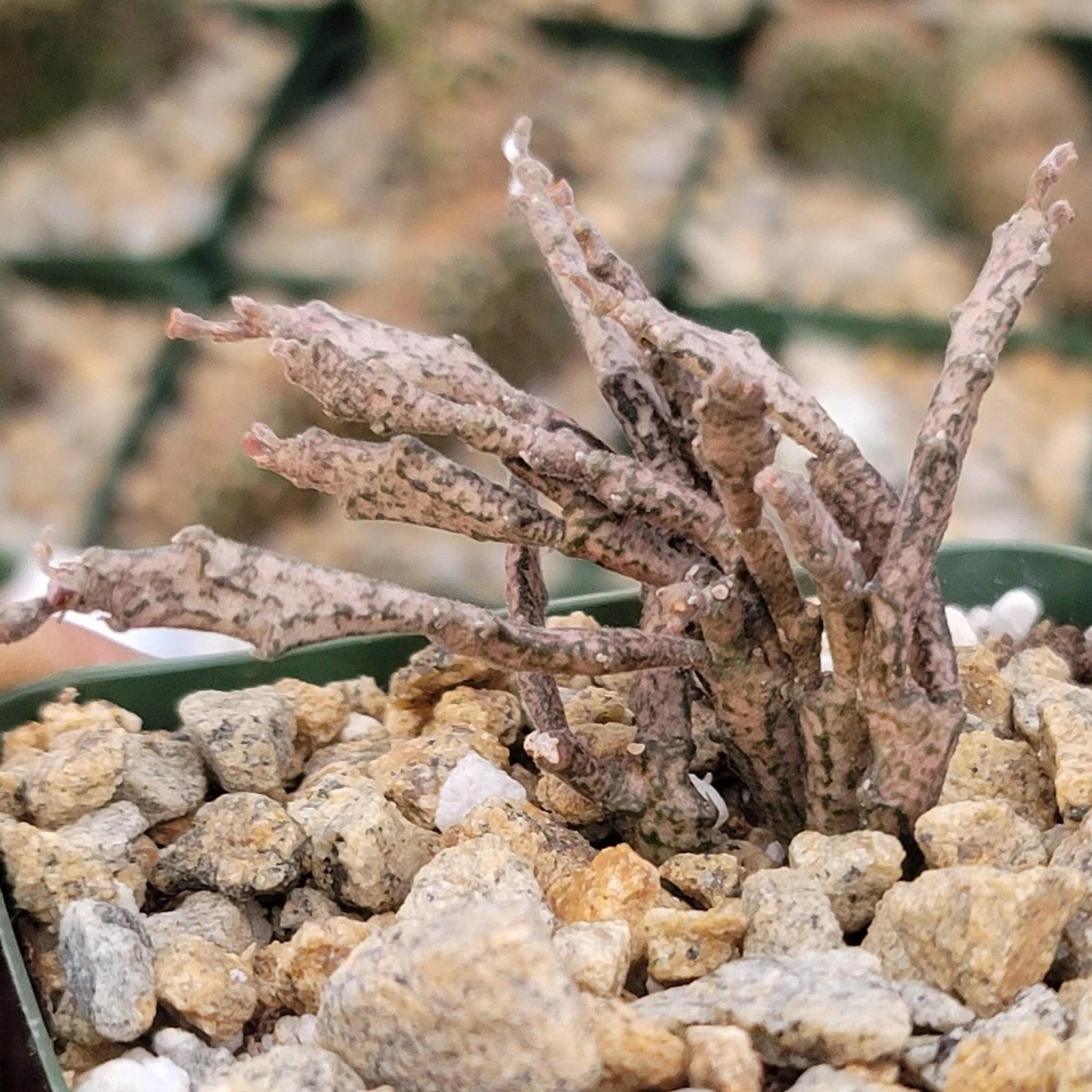 Euphorbia Platyclada Cactus Plant - Unique Dead Plant Succulent - Real Live Cacti for Home Decor and Gardens
