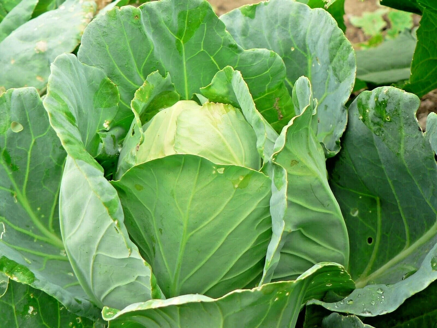 Jersey Wakefield Cabbage Seeds - Heirloom Variety for Spring & Fall Garden - Easy to Grow Container Plant