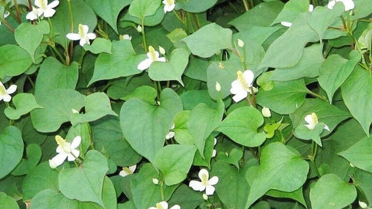 20 Live Bare Root Fish Mint Plants, Houttuynia Cordata, Asian Herb, Diếp Cá for Culinary Use