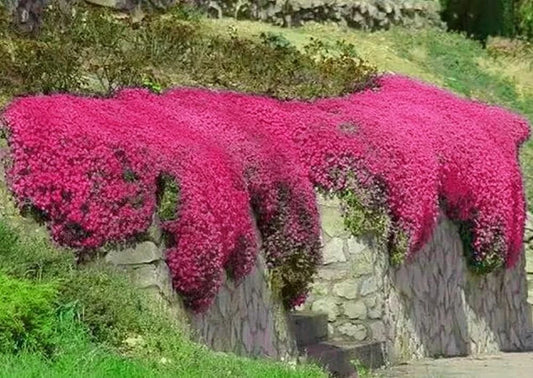Creeping Thyme Seeds - 1000+ Non-GMO Groundcover Seeds - Red Variety - Thymus serpyllum