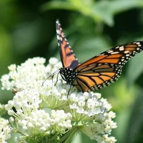 Milkweed Seeds - Swamp Mix Perennials for Monarch Butterflies - Non-GMO - 75 Seeds - Asclepias Incarnata
