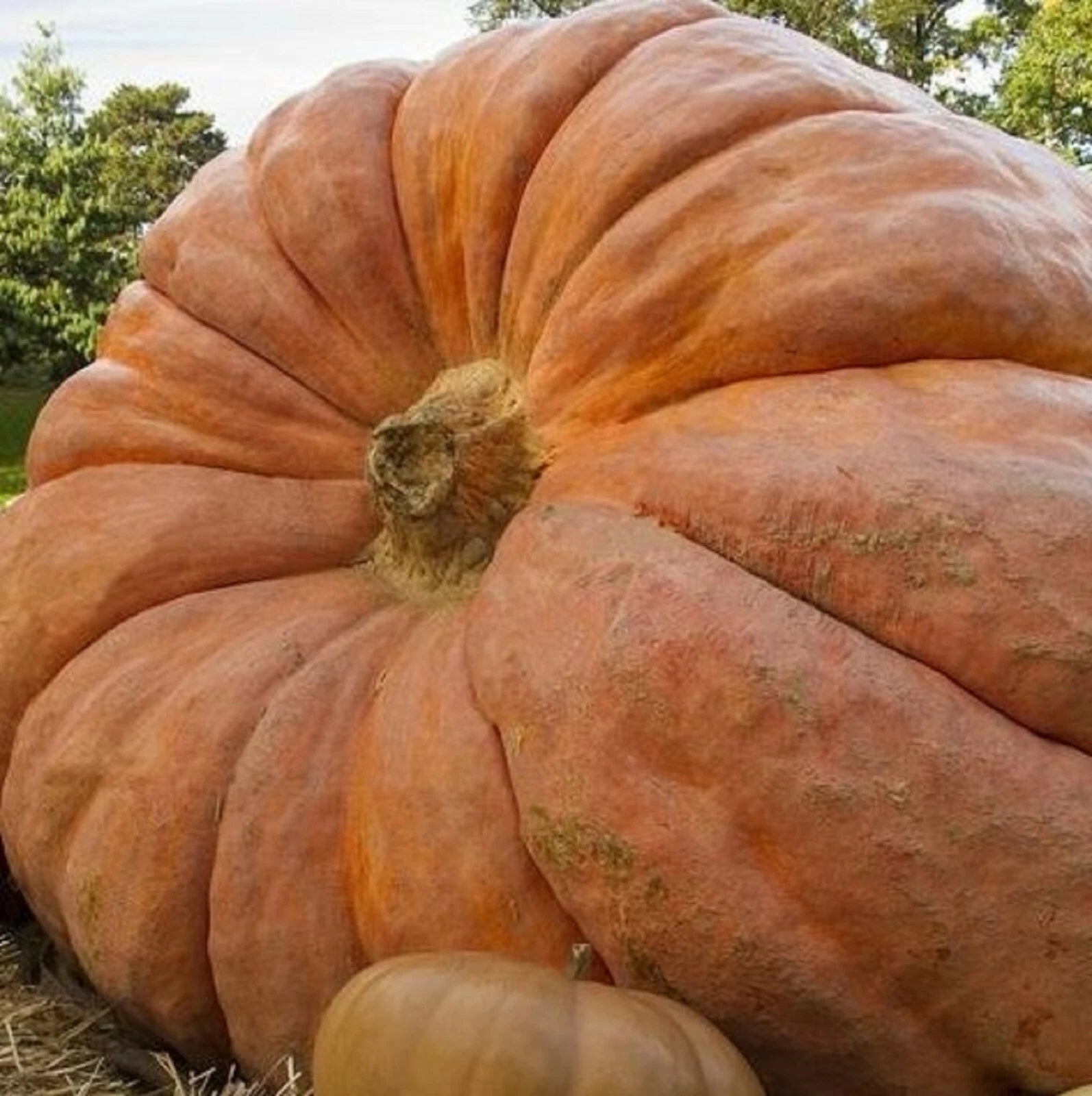 Atlantic Giant Pumpkin Seeds - 5 Seeds - Non-GMO - Cucurbita maxima - Ideal for Halloween & Fall Decor
