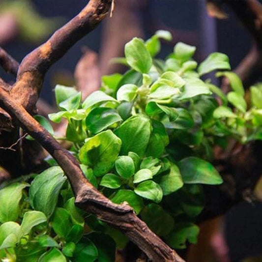 Anubias Nana Petite Live Aquarium Plant - Easy Care Aquatic Plant for Freshwater Tanks (Anubias barteri var. nana)