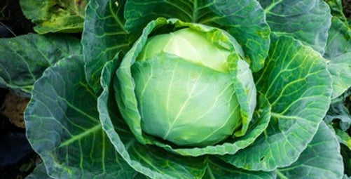 All Seasons Cabbage Seeds - Fresh Organic Vegetable Seed - Brassica oleracea