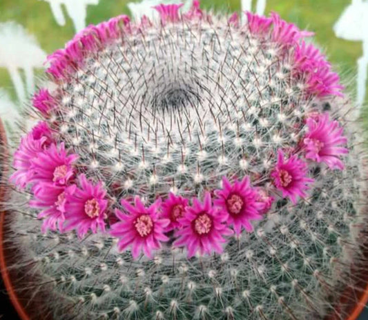 Mammillaria Hahnianna Cactus - 3" Potted Succulent in 4" Pot - Perfect for Home Decor or Indoor Gardening