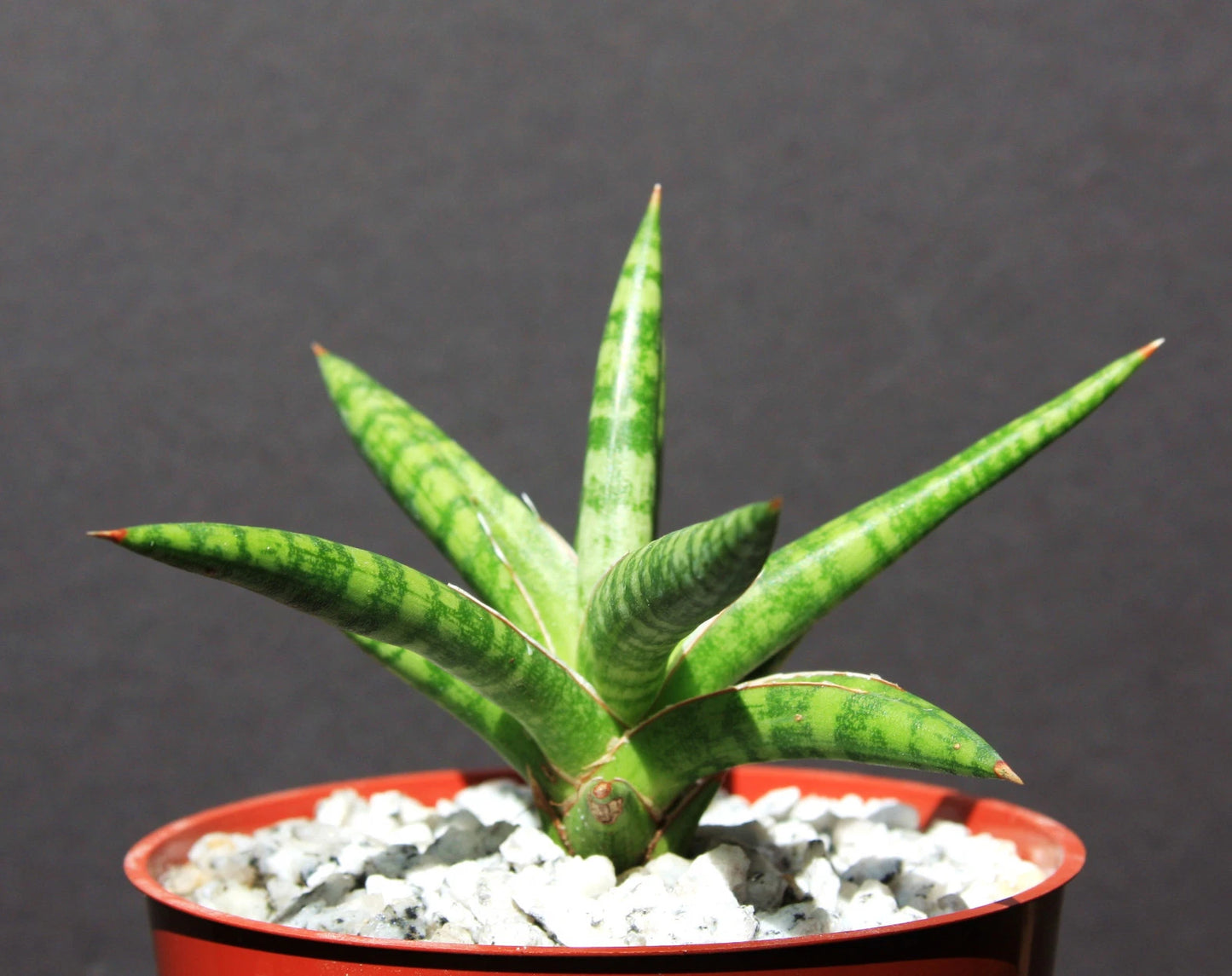 Sansevieria ballyi Succulent Plant in 4" Pot - Rare Exotic Outdoor Collector Plant