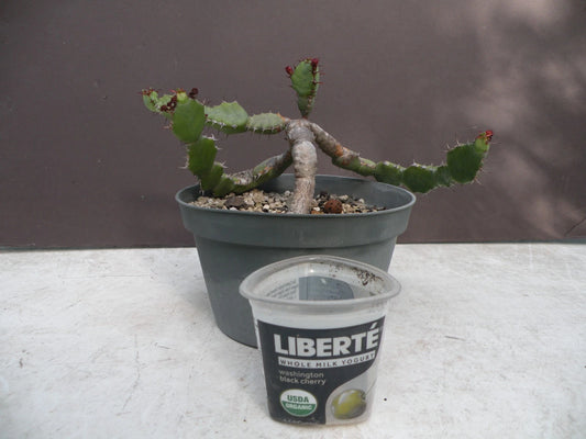Euphorbia opuntioides Plant - 12-Year-Old Cutting - Unique Succulent Variety for Home Garden Decor
